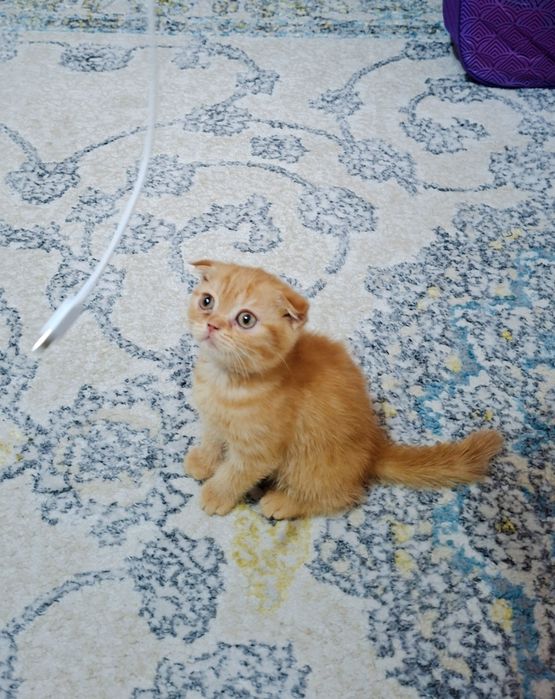 Вислоухая вислоухи(й)(е) котёнок кошк(а)(и) шотландски(е)(й) котёнок ш
