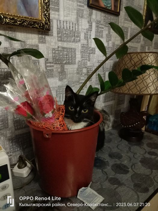 Котики в добрые руки