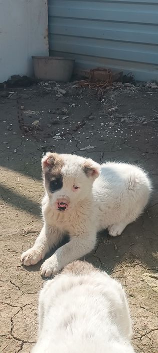 Алабай шенок 1.5 мес