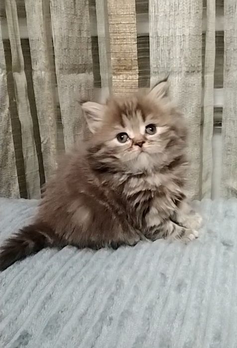 Девочка. Длинношерстная.