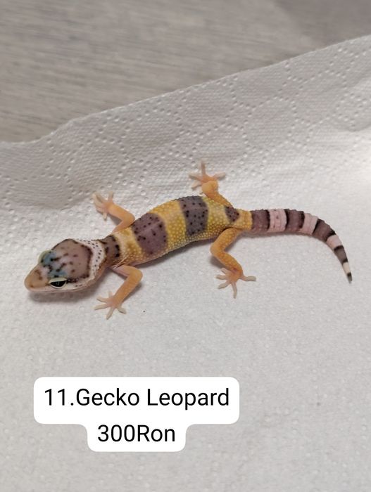 Soparla Gecko Leopard