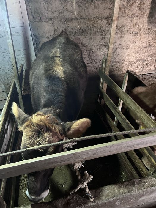 буаз тайынша сатылады