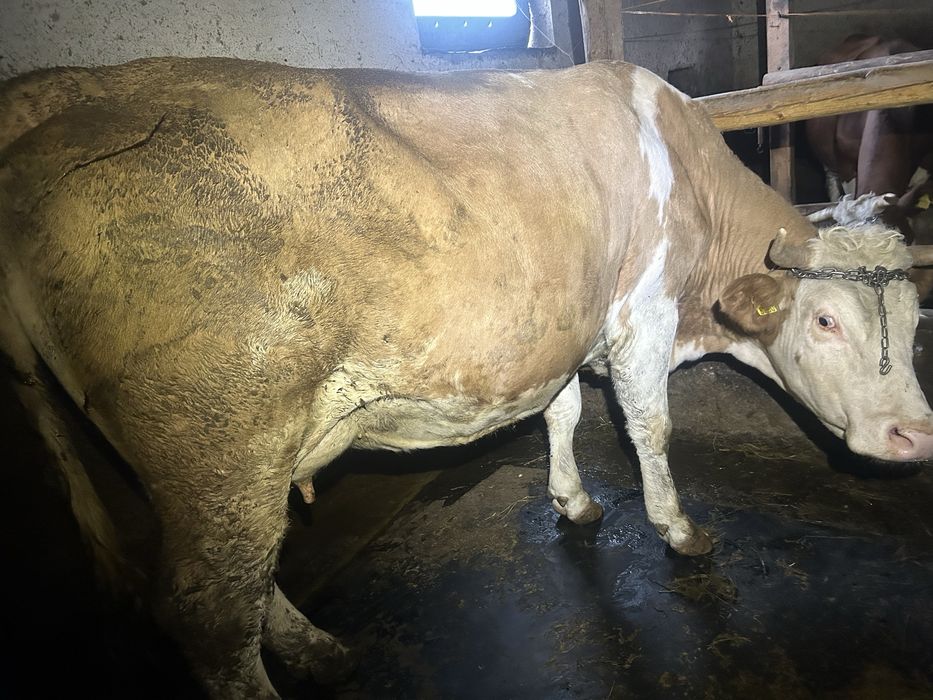 Vand vaci baltata romaneasca