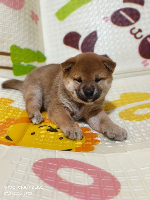 Шикарный щенок сиба- ину.