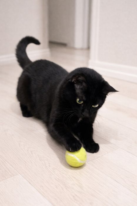 Котик Черный котик ищет семью