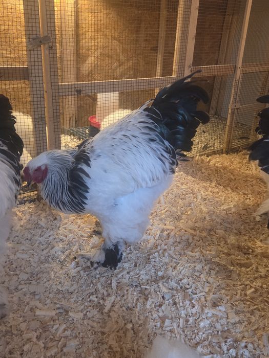 Cocosi Brahma Hd tineri