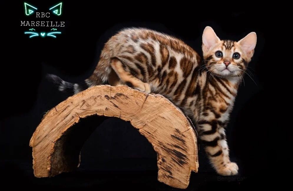 Элитные котята. БЕНГАЛЫ. Детки!