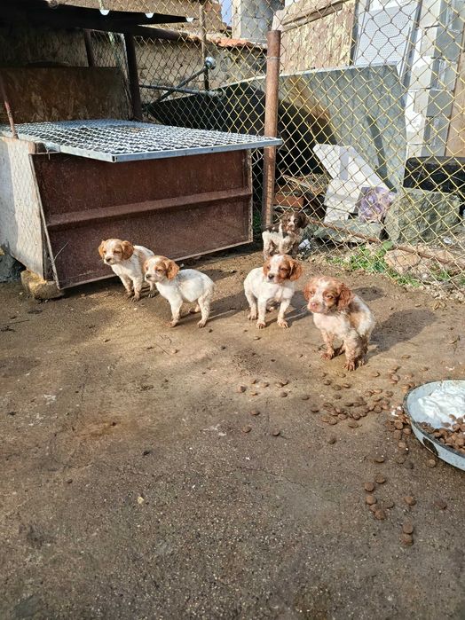 Епаньол бретони - произход от Испания/ Барселона/ Баща - Ради  Савич