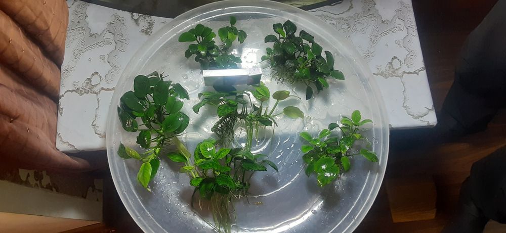 Аквариумные растения