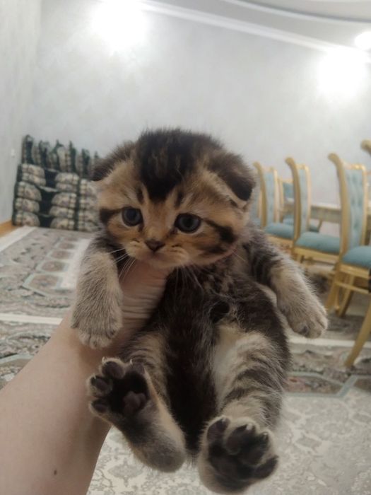 Продаются котята от правильной вязки