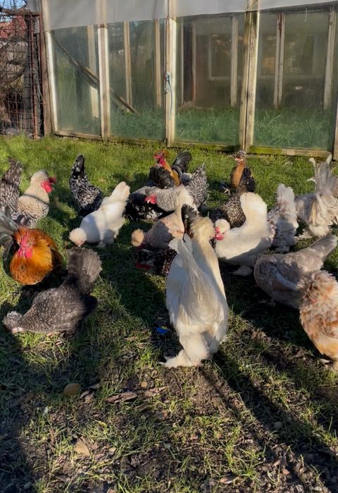 Oua incubat Bregova / pitice motate incaltate