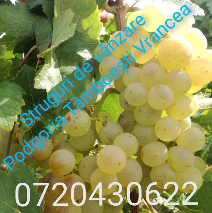 Struguri de vin direct de la producator