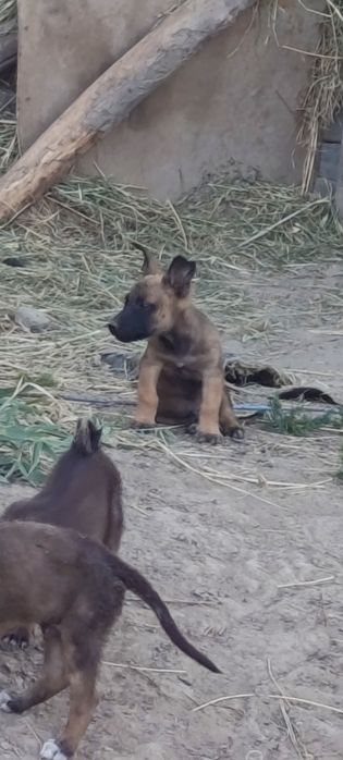 Malinua belgiya afcharkasi bolasi