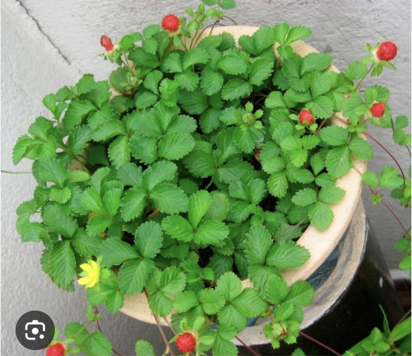 Индийская лопчатка ( Дюшения)