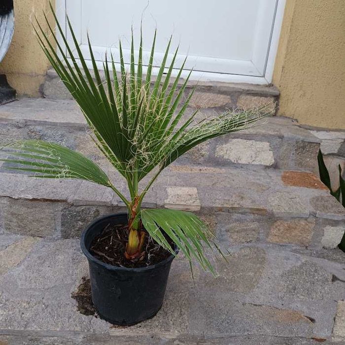 Палма - различни видове и размери палми