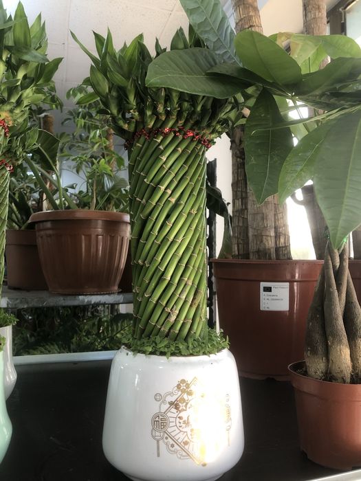 Китайский Бамбук