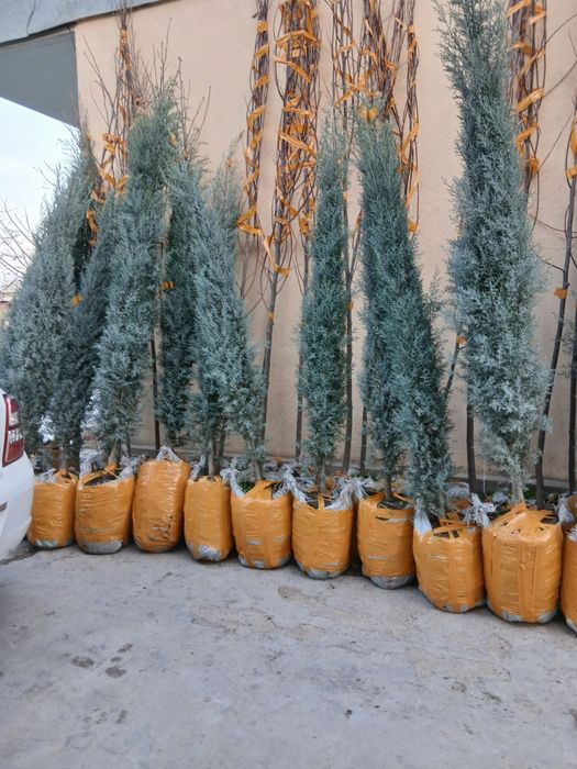 Archalar bor har hil turdagi