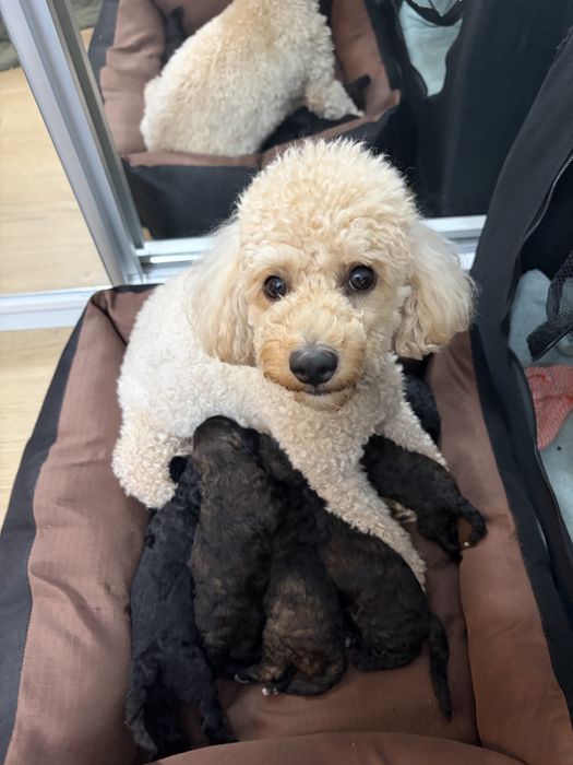 Poodle/caniche mini de vanzare