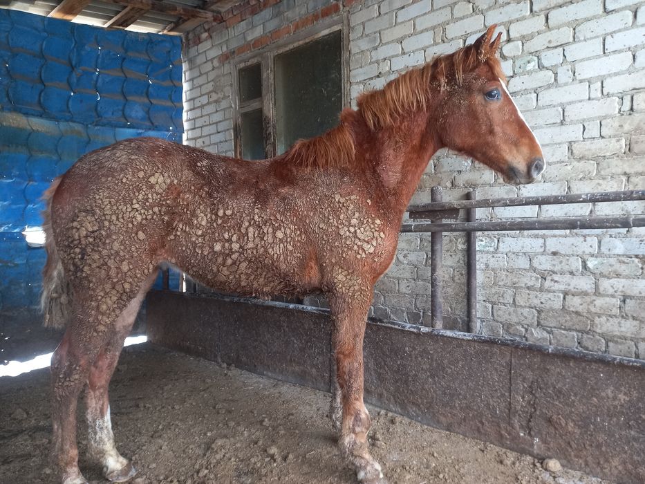 Продам жеребчика и кобылку