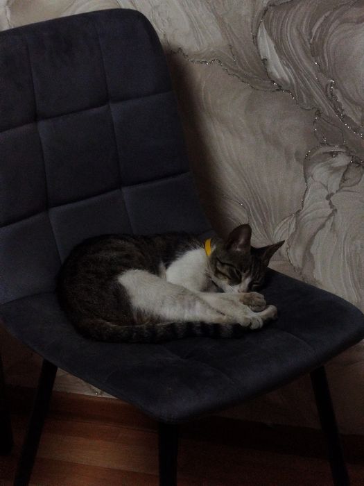 Домашний питомец кошка
