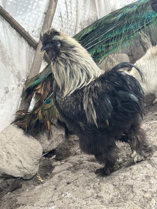 Vand cocos matase japoneza