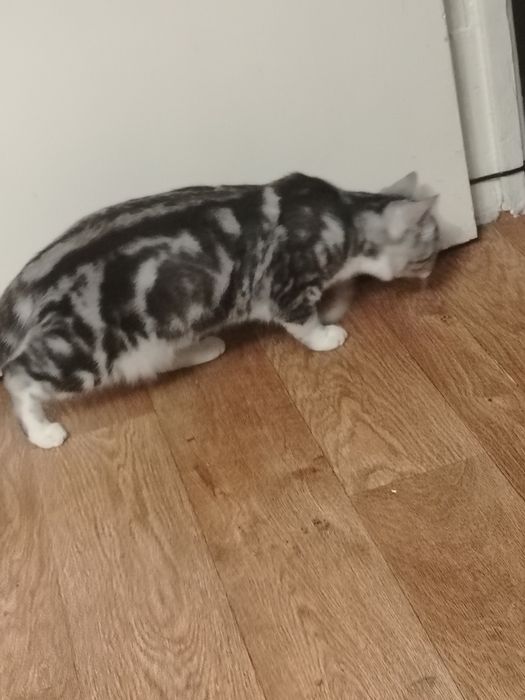 Отдам даром кошку в добрые руки