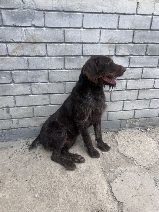 Дратхаар 2 года кабель