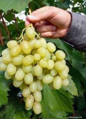 Продам саженцы винограда