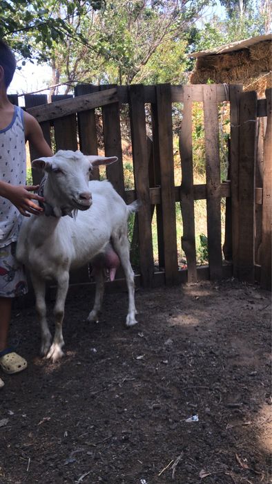 Продам две зааненские молочные козы.