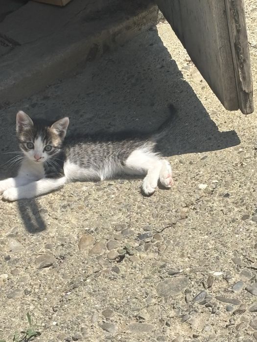 Donez pui de pisică