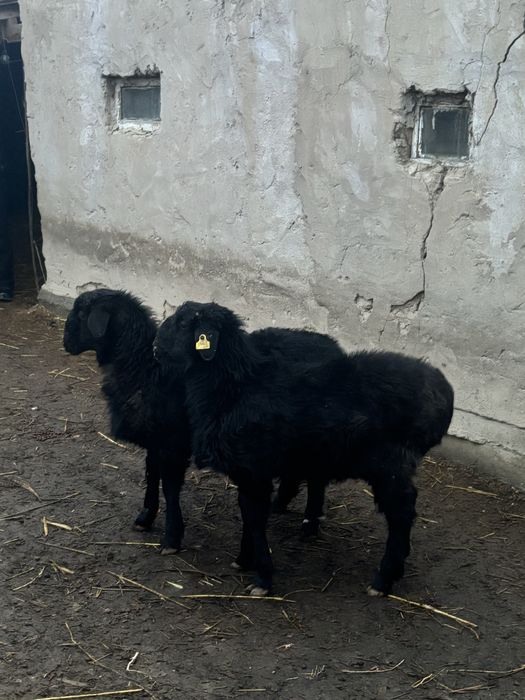 койлар сатылады кызылорда