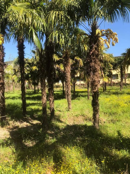 Palmieri furtunei rezistenți iarna