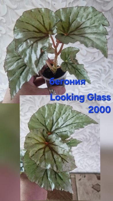 Цветы домашние разные