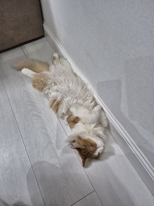 Отдам в добрые руки кота