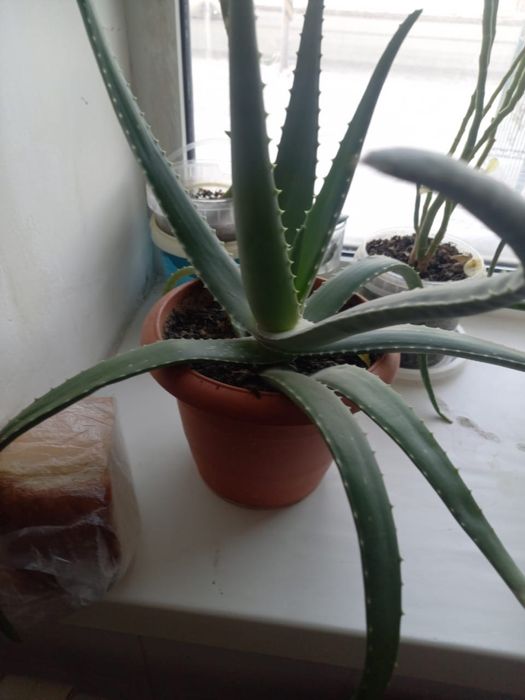 Продам цветы Алое