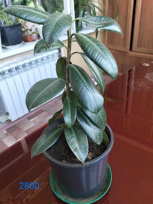 Комнатное растение Диффенбахия