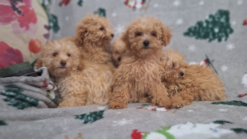 Пудел Той пуделчета момичета