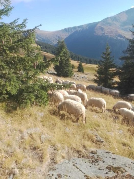 Vând oi tinere(maxim la a-2-a fătare ), rasă țurcana