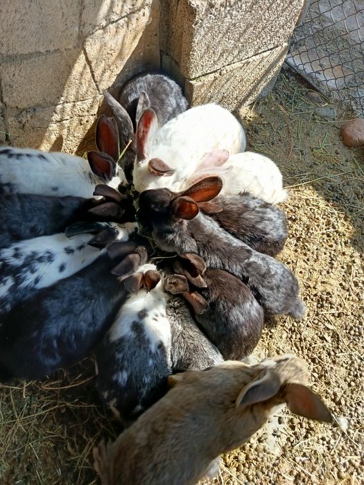 Продам молодых кроликов