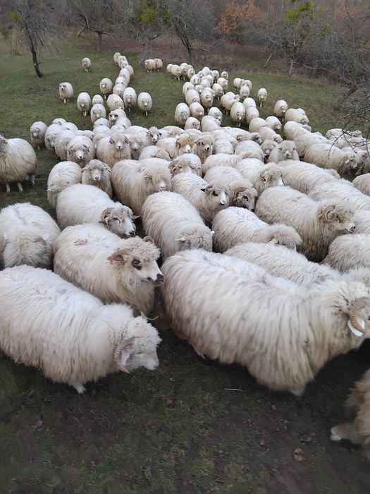 Vând oi.       .