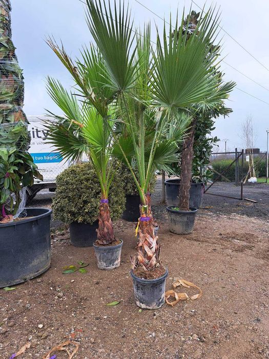 Vând tuia leylandi, palmieri, magnolie, brazi, mesteacăn, tei, fag