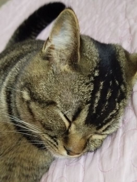 Шиншила залатой сотилади