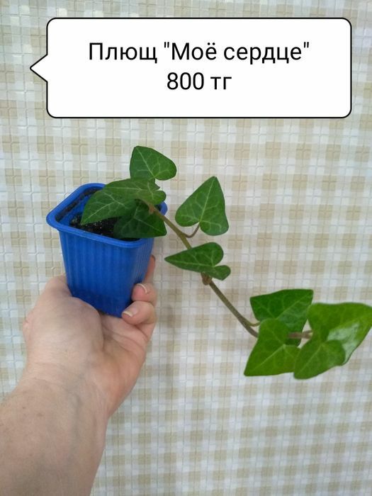 Продам цветы,любой за 800