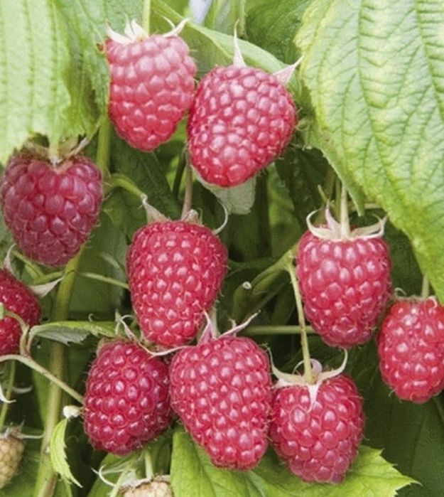 Drajoni zmeură Polka