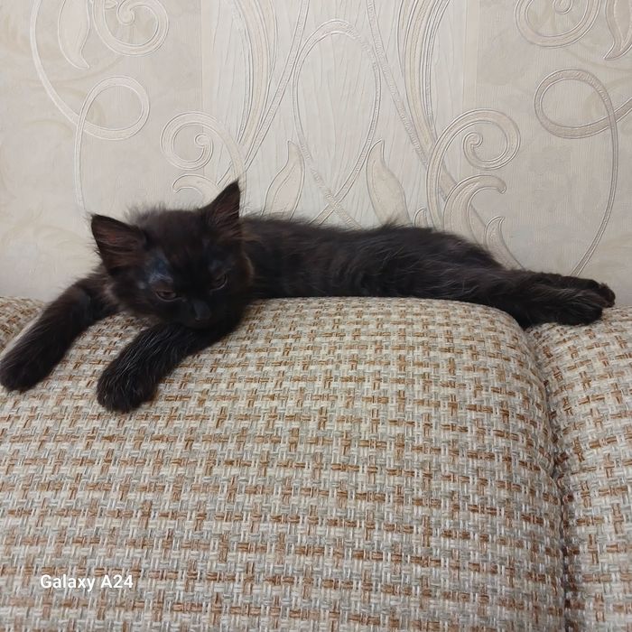 Отдам  котят в добрые руки