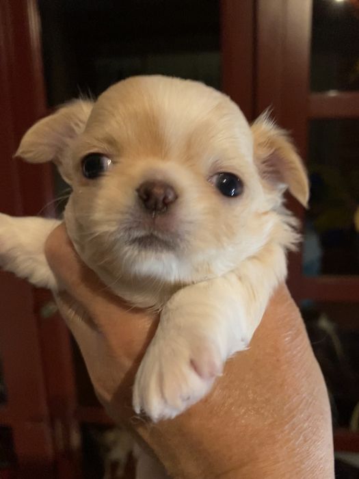 Щенок чихуахуа , мальчик