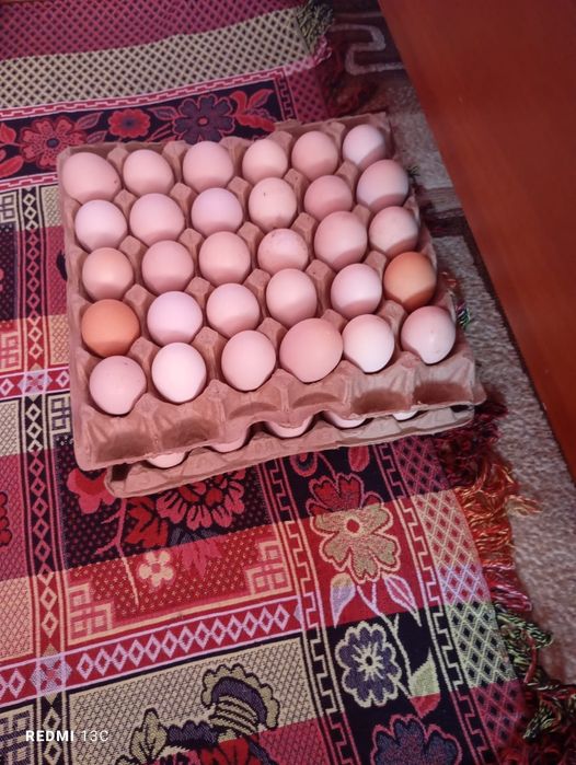 Инкубационные яйца