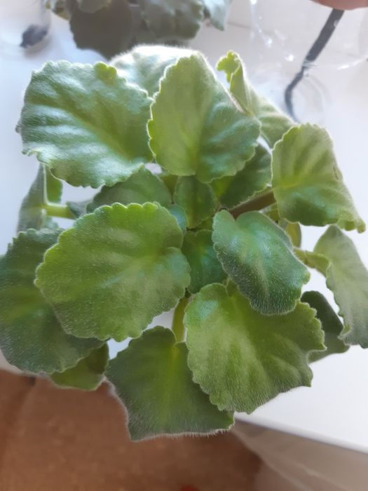 Сортовые фиалки стартеры