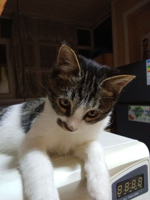 Keling, eshakni sikamiz