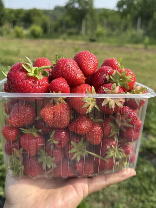 Stoloni capsuni Elsanta